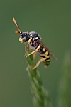 Gegrtete Wespenbiene (Nomada succincta)