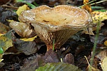Kahler Krempling (Paxillus involutus)