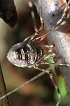 Streckfu (Dicranopalpus ramosus)