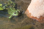 Teichfrosch (Rana esculenta)