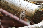 Streckfu (Dicranopalpus ramosus)