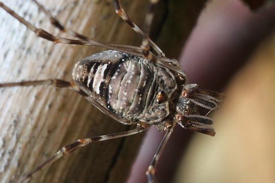 Streckfu (Dicranopalpus ramosus)