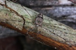 Streckfu (Dicranopalpus ramosus)