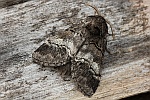 Weibinden-Zahnspinner (Drymonia querna)