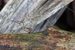 Streckfu (Dicranopalpus ramosus)