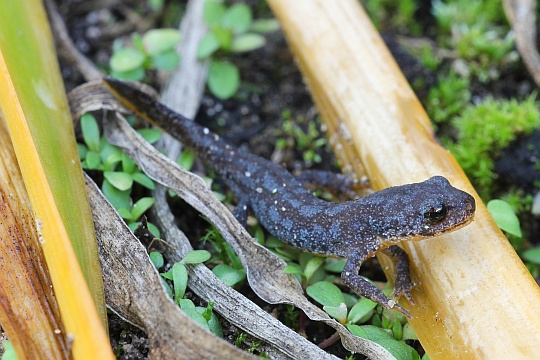 Bergmolch (Triturus alpestris)