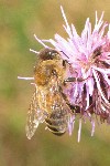 Honigbiene (Apis mellifica)