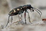 Brauner Sandlaufkfer (Cicindela hybrida)