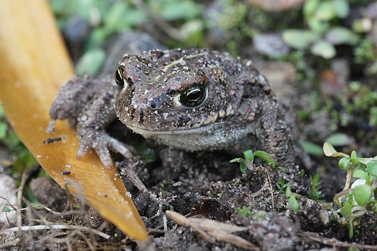 Kreuzkrte (Bufo calamita)