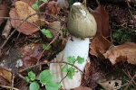 Stinkmorchel (Phallus impudicus)