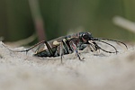 Brauner Sandlaufkfer (Cicindela hybrida)