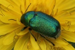Seidiger Fallkfer (Cryptocephalus sericeus)