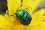 Seidiger Fallkfer (Cryptocephalus sericeus)