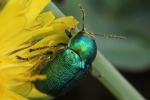 Seidiger Fallkfer (Cryptocephalus sericeus)