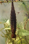 Gelbrandkäfer (Dytiscus marginalis)