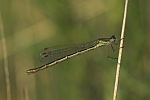 Kleine Binsenjungfer (Lestes virens)