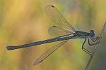 Kleine Binsenjungfer (Lestes virens)