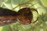 Gelbrandkäfer (Dytiscus marginalis)