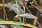 Herbst-Mosaikjungfer (Aeshna mixta)