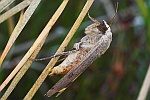 Hausmutter (Noctua pronuba)