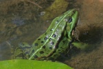 Teichfrosch (Rana esculenta)