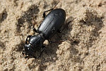 Kopfkfer (Broscus cephalotes)