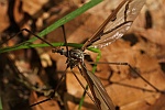 Groe Stelzmcke (Pedicia rivosa)