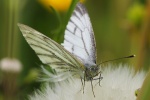 Rapsweiling (Pieris napi)