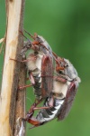 Feldmaik�fer (Melolontha melolontha) - P�rchen