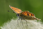 Brauner Feuerfalter (Lycaena tityrus)