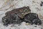 Kreuzkrte (Bufo calamita)