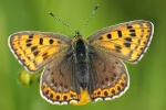 Brauner Feuerfalter (Lycaena tityrus)