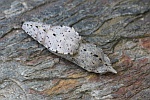 Karstweiling (Pieris mannii)