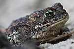 Kreuzkrte (Bufo calamita)