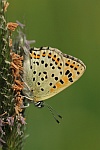 Brauner Feuerfalter (Lycaena tityrus)