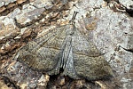 Nesselschnabeleule (Hypena proboscidalis)