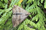 Nesselschnabeleule (Hypena proboscidalis)