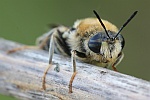 Langhorn-Waffenfliege (Stratiomys longicornis)