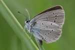 Zwergbluling (Cupido minimus)