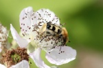 Pinselkäfer (Trichius zonatus) Pinselkäfer (Trichius zonatus)
