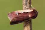 Hellrandige Erdeule (Ochropleura plecta)