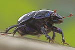 Waldmistkfer (Anoplotrupes stercorosus)