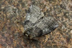 Pappel-Eulenspinner (Tethea or)
