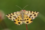 Pantherspanner (Pseudopanthera macularia)