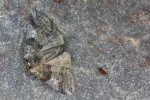 Pappel-Eulenspinner (Tethea or)