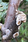Roseneule (Thyatira batis)