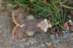 Schmalfl�gelige Erdeule (Agrotis puta)