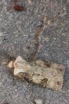 Schmalfl�gelige Erdeule (Agrotis puta)
