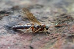 Schlupfwespe (Ichneumonidae sp)
