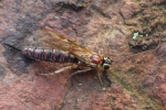 Schlupfwespe (Ichneumonidae sp)